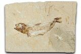 Cretaceous Fossil Fish - Lebanon #349686-1